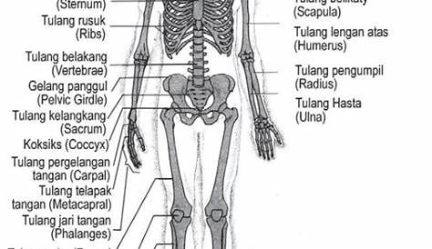 Sistem Rangka Manusia : Fungsi dan Contohnya - DosenBiologi.com