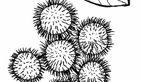 36 best ideas for coloring | Rambutan Coloring Page