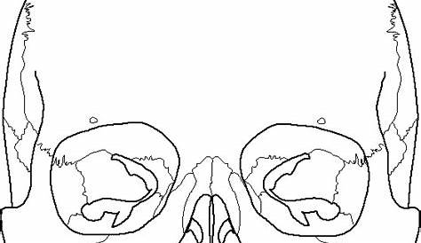 Skull Anatomy Coloring Pages – Printable Coloring Pages