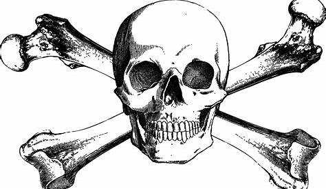 6 Skull Images - Vintage Anatomy Clip Art - Bones | Skeleton drawings
