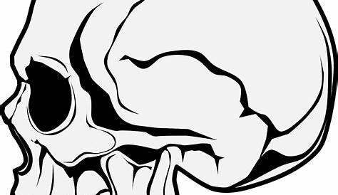 Download Human Skull Side View transparent PNG - StickPNG