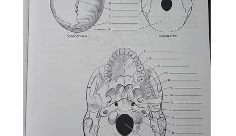 The Skull | Anatomy and Physiology I