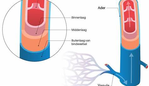 Micro-anatomie slagader en ader (arterie en vena)