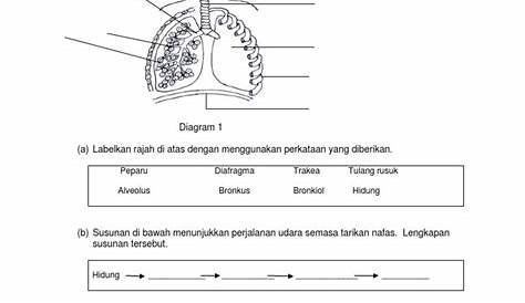 Contoh Kertas Soalan Sains Form 2 Jaidenkruwponce - Riset