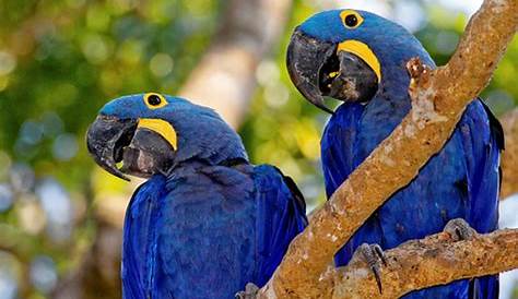 Fauna brasileira tem 1.173 espécies sob risco de extinção