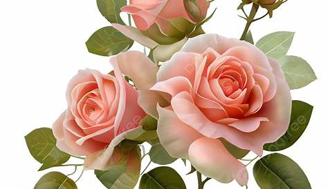 Pink Roses PNG by Bunny-with-Camera on DeviantArt