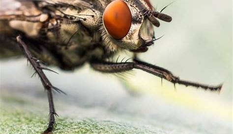 Comment utiliser un mouche-bébé