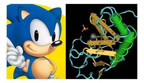 Sonic The Hedgehog gene loss 'was the reason snakes lost their legs