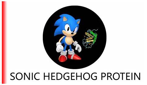 Sonic Hedgehog/SHH Protein Overview: Sequence, Structure, Function and