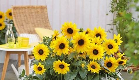 Sonnenblume im Topf - Tipps für die Pflege | Sunflower garden ideas