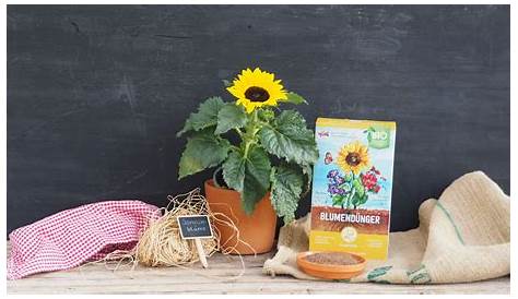 Sonnenblumen im garten | Sunflower garden, Plants, Backyard flowers