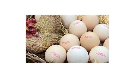马来西亚最新食品保护主义举措禁止家禽出口 – The Edge Markets MY – 马来西亚