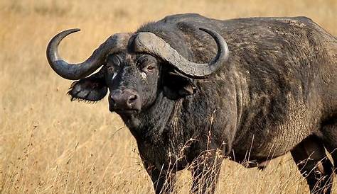 10 Of The Most Fascinating South African Animals To Encounter