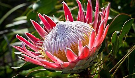 25 Indigenous Flowers of South Africa ideas | south africa, africa, flowers