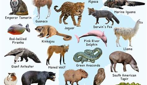 South America Flora And Fauna Map, Flat Elements. Animals, Birds