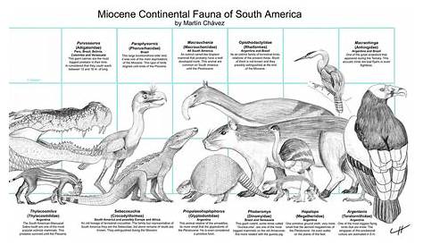 Discover the Fascinating Miocene Fauna of South America