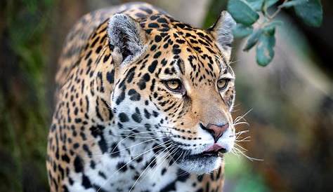 Wildlife of South America Photo Gallery