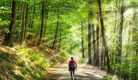Spaziergang im Herbstwald Foto & Bild | jahreszeiten, herbst, bäume