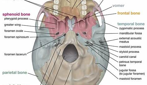 anatomy of the skull p 1 - YouTube