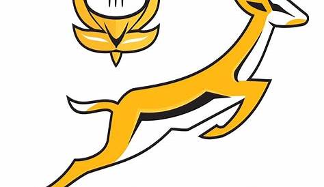 All About the Springboks - dhcv.co.za