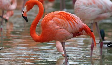 Lesser flamingo bird stock photo. Image of flock, grace - 93288652