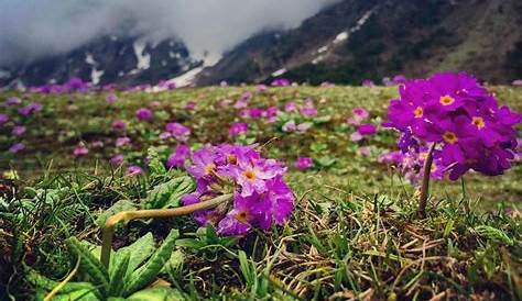My Thoughts.. My Views....: Sikkim Flowers