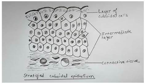 Stratified Cuboidal Drawing Illustration Of Squamous Photograph By Science