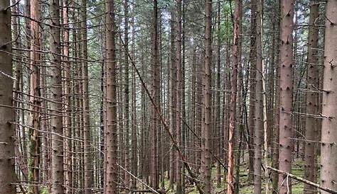 Wälder: Suche Wald zum Kaufen - bevorzugt im Mühlviertel, OÖ u. W4