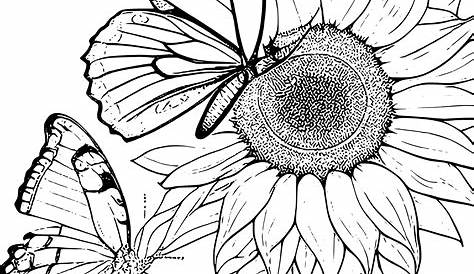 Sunflower Drawing Template at GetDrawings Free download