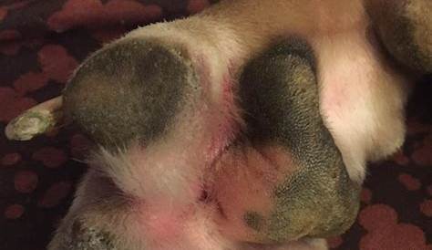 Both my dog's paws are red, swollen, and bleeding. On the top of her