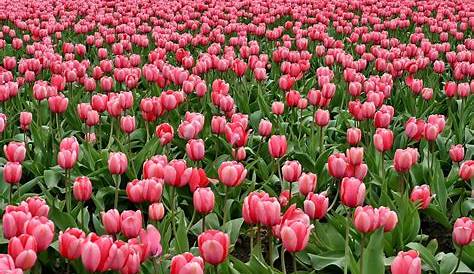 Langage des fleurs : symbole et histoire de la Tulipe | Langage des