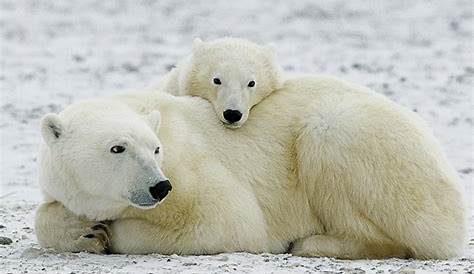 Symbole D'ours Blanc De L'Arctique Illustration de Vecteur