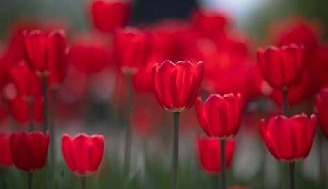 La magie des tulipes - La terre est un jardin