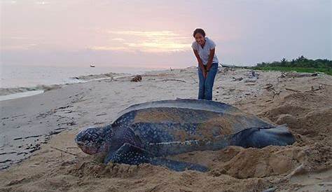 Equateur : découverte d'un nid d'énorme tortue luth, en voie d