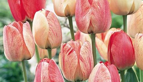 Tulipe - Fiches espèces - Les espèces