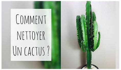 COMMENT NETTOYER EFFICACEMENT UN CACTUS ? #TUTOCACTUS #DIY - YouTube