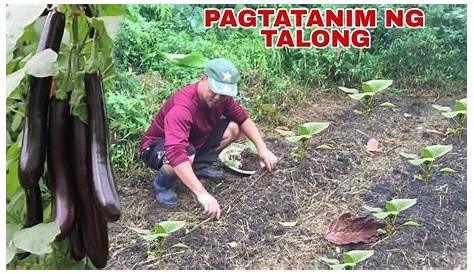 PAGTATANIM NG TALONG (EGGPLANT - FORTUNER F1) | Biyaherong Batangueno