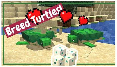 Taming Turtles Minecraft