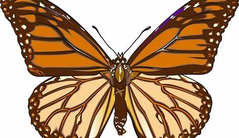 Transparent Butterflys PNG Clipart | Рисунки, Бумажные бабочки, Шаблоны