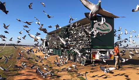 How to Get Rid of Pigeons - Safely, Humanely, and Permanently - Bob Vila