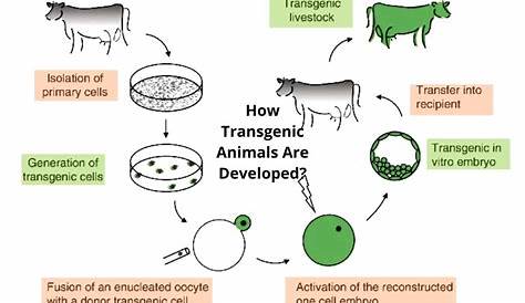Unleashing The Power Of Transgenic Animals: Unlocking Genetic Secrets