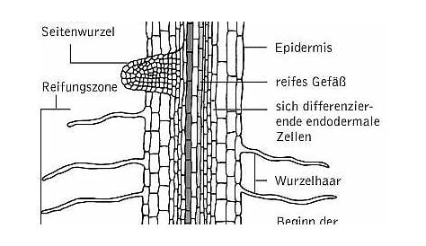 Abbildung 3: Orginal-Wurzel Bild (A), Detektion von R-seeds (B