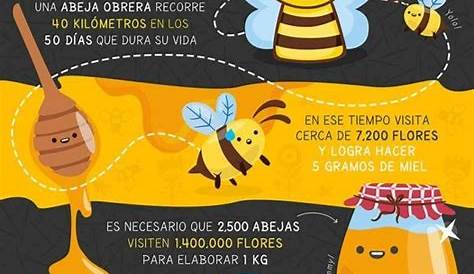 El mundo de las abejas – GATOPEZ