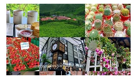 20 Aktiviti & Tempat Menarik Di Cameron Highlands Malaysia [PANDUAN