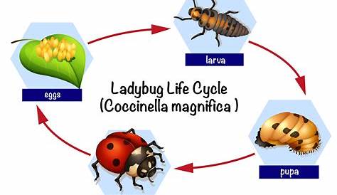 Combien de temps vit une coccinelle ? CYCLE DE VIE