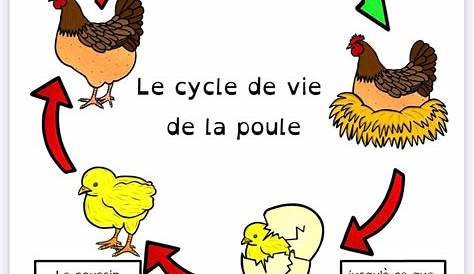 Le cycle de vie de la poule