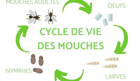 Cycle de vie - Mouche