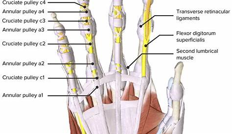 Principales lesiones de los tendones de la mano: Flexores y extensores