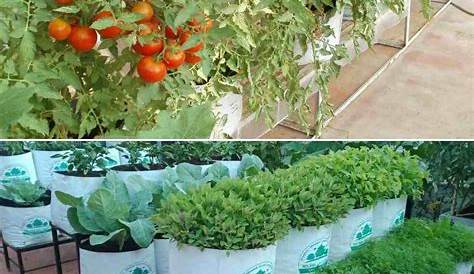 Terrace Vegetable Garden Ideas India