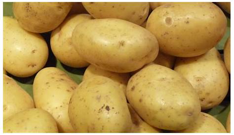 La culture des pommes de terre : nos engagements - Ferme de l'Odon